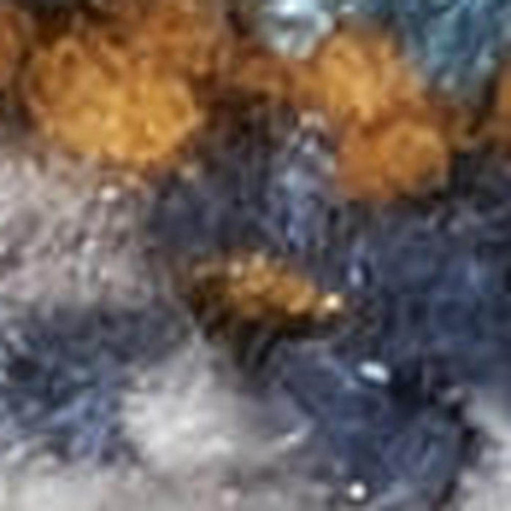 8' X 10' Gray Blue And Orange Quatrefoil Distressed Area Rug