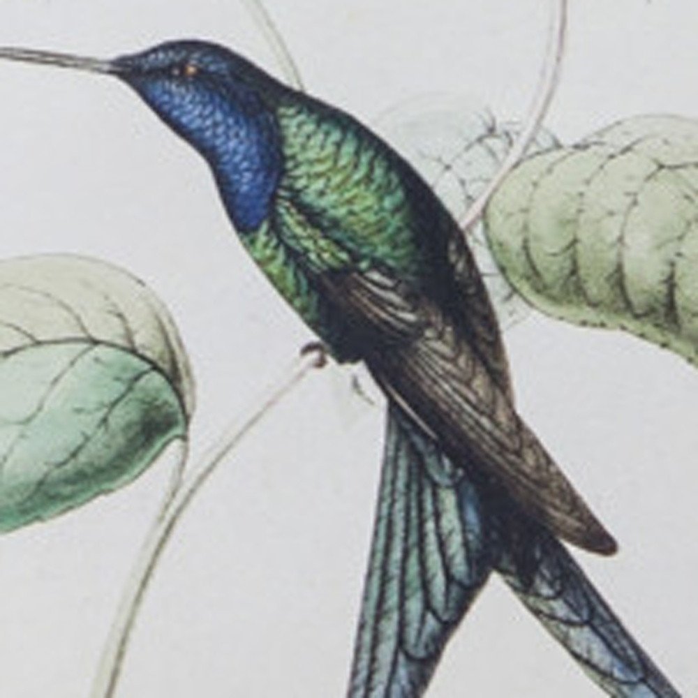 Set of Four White Hummingbird Framed Art